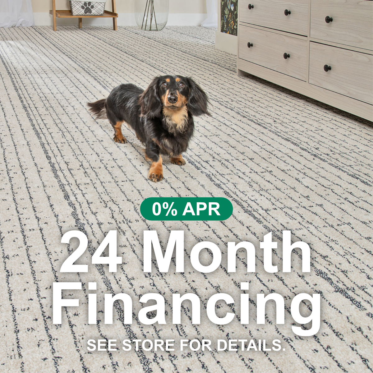dog on patterned carpet promoting 24 month financing